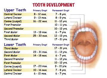 teeth names and functions